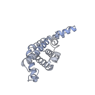 35568_8iml_T_v1-0
Rs2I-Rs2II, Rs1I-Rs1II, RbI-RbII cylinder in cyanobacterial phycobilisome from Anthocerotibacter panamensis (Cluster D)