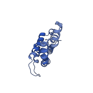 35568_8iml_W_v1-0
Rs2I-Rs2II, Rs1I-Rs1II, RbI-RbII cylinder in cyanobacterial phycobilisome from Anthocerotibacter panamensis (Cluster D)