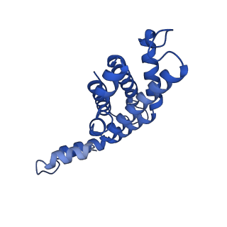 35568_8iml_Y_v1-0
Rs2I-Rs2II, Rs1I-Rs1II, RbI-RbII cylinder in cyanobacterial phycobilisome from Anthocerotibacter panamensis (Cluster D)