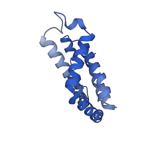 35568_8iml_d_v1-0
Rs2I-Rs2II, Rs1I-Rs1II, RbI-RbII cylinder in cyanobacterial phycobilisome from Anthocerotibacter panamensis (Cluster D)