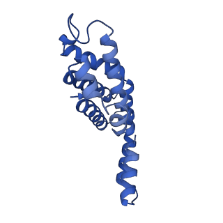35568_8iml_j_v1-0
Rs2I-Rs2II, Rs1I-Rs1II, RbI-RbII cylinder in cyanobacterial phycobilisome from Anthocerotibacter panamensis (Cluster D)