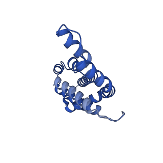 35568_8iml_k_v1-0
Rs2I-Rs2II, Rs1I-Rs1II, RbI-RbII cylinder in cyanobacterial phycobilisome from Anthocerotibacter panamensis (Cluster D)
