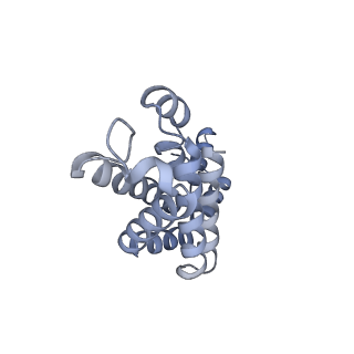 35569_8imm_C_v1-0
Rs2'I-Rs2'II, Rs1'I-Rs1'II, Rb'I-Rb'II cylinder in cyanobacterial phycobilisome from Anthocerotibacter panamensis (Cluster E)