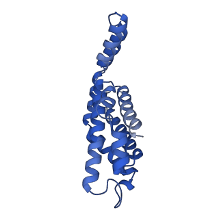 35569_8imm_L_v1-0
Rs2'I-Rs2'II, Rs1'I-Rs1'II, Rb'I-Rb'II cylinder in cyanobacterial phycobilisome from Anthocerotibacter panamensis (Cluster E)