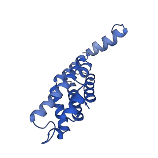 35569_8imm_W_v1-0
Rs2'I-Rs2'II, Rs1'I-Rs1'II, Rb'I-Rb'II cylinder in cyanobacterial phycobilisome from Anthocerotibacter panamensis (Cluster E)