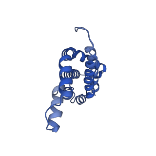 35569_8imm_X_v1-0
Rs2'I-Rs2'II, Rs1'I-Rs1'II, Rb'I-Rb'II cylinder in cyanobacterial phycobilisome from Anthocerotibacter panamensis (Cluster E)
