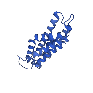 35569_8imm_Y_v1-0
Rs2'I-Rs2'II, Rs1'I-Rs1'II, Rb'I-Rb'II cylinder in cyanobacterial phycobilisome from Anthocerotibacter panamensis (Cluster E)