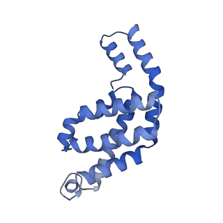 35569_8imm_f_v1-0
Rs2'I-Rs2'II, Rs1'I-Rs1'II, Rb'I-Rb'II cylinder in cyanobacterial phycobilisome from Anthocerotibacter panamensis (Cluster E)