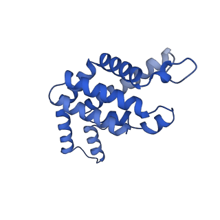 35570_8imn_F_v1-0
Rt1I-Rt1II, Rt2'I-Rt2'II, Rt3I-Rt3II cylinder in cyanobacterial phycobilisome from Anthocerotibacter panamensis (Cluster F)