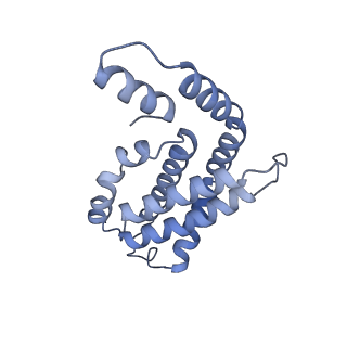 35570_8imn_H_v1-0
Rt1I-Rt1II, Rt2'I-Rt2'II, Rt3I-Rt3II cylinder in cyanobacterial phycobilisome from Anthocerotibacter panamensis (Cluster F)