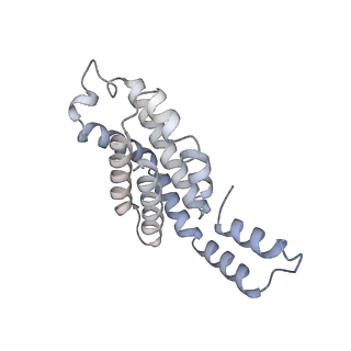 35570_8imn_P_v1-0
Rt1I-Rt1II, Rt2'I-Rt2'II, Rt3I-Rt3II cylinder in cyanobacterial phycobilisome from Anthocerotibacter panamensis (Cluster F)