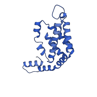 35571_8imo_F_v1-0
Rt1'I-Rt1'II, Rt2I-Rt2II, Rt3'I-Rt3'II cylinder in cyanobacterial phycobilisome from Anthocerotibacter panamensis (Cluster G)