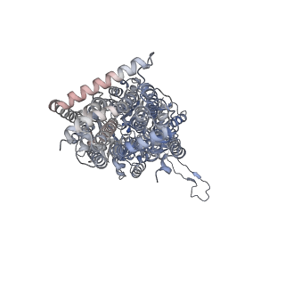 9695_6iok_G_v1-1
Cryo-EM structure of multidrug efflux pump MexAB-OprM (0 degree state)