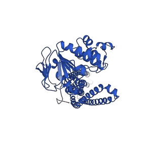 35641_8ipr_C_v1-1
Cryo-EM structure of heme transporter CydDC from Mycobacterium smegmatis in the outward facing ATP bound state