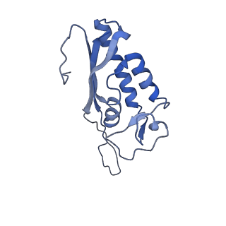 9701_6ip5_2J_v1-2
Cryo-EM structure of the CMV-stalled human 80S ribosome (Structure ii)