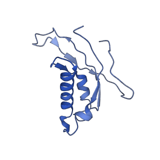 9703_6ip8_2X_v1-2
Cryo-EM structure of the HCV IRES dependently initiated CMV-stalled 80S ribosome (Structure iv)