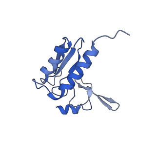 9703_6ip8_2k_v1-2
Cryo-EM structure of the HCV IRES dependently initiated CMV-stalled 80S ribosome (Structure iv)