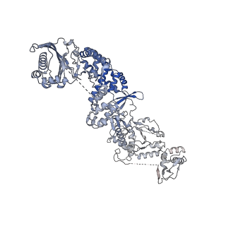 35670_8iqh_K_v1-1
Structure of Full-Length AsfvPrimPol in Apo-Form