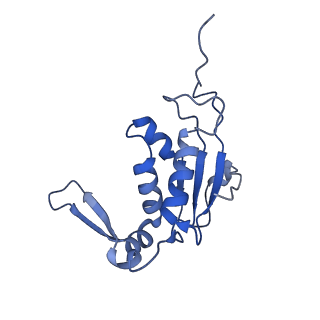 8107_5iqr_J_v1-1
Structure of RelA bound to the 70S ribosome