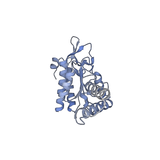 8107_5iqr_g_v3-0
Structure of RelA bound to the 70S ribosome