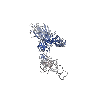 35328_8itu_B_v1-0
SARS-CoV-2 Omicron BA.1 Spike glycoprotein in complex with rabbit monoclonal antibody 1H1 IgG.