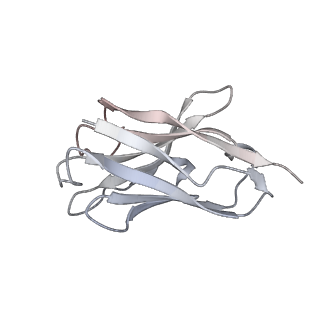 35328_8itu_E_v1-0
SARS-CoV-2 Omicron BA.1 Spike glycoprotein in complex with rabbit monoclonal antibody 1H1 IgG.