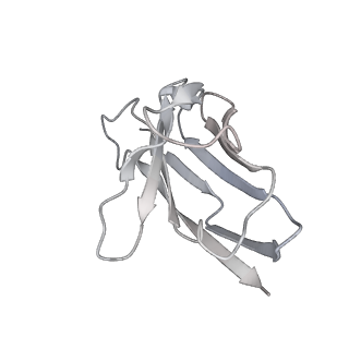 35328_8itu_F_v1-0
SARS-CoV-2 Omicron BA.1 Spike glycoprotein in complex with rabbit monoclonal antibody 1H1 IgG.
