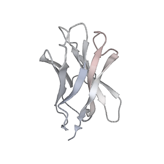 35328_8itu_G_v1-0
SARS-CoV-2 Omicron BA.1 Spike glycoprotein in complex with rabbit monoclonal antibody 1H1 IgG.