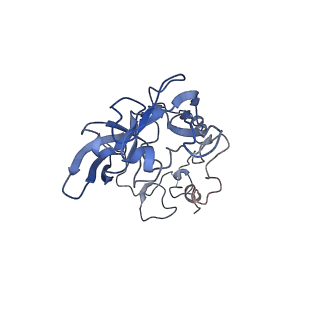 8123_5it7_AA_v1-4
Structure of the Kluyveromyces lactis 80S ribosome in complex with the cricket paralysis virus IRES and eEF2