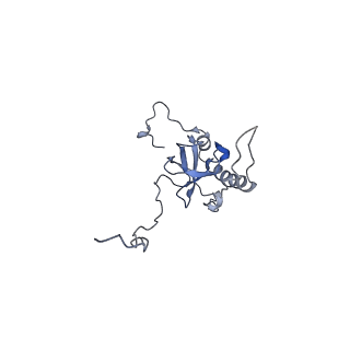 8123_5it7_EE_v1-4
Structure of the Kluyveromyces lactis 80S ribosome in complex with the cricket paralysis virus IRES and eEF2