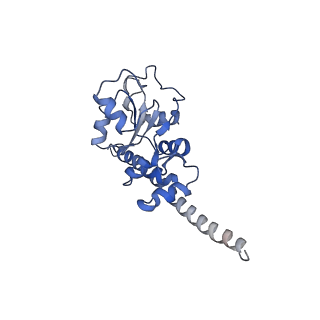 8123_5it7_FF_v1-4
Structure of the Kluyveromyces lactis 80S ribosome in complex with the cricket paralysis virus IRES and eEF2