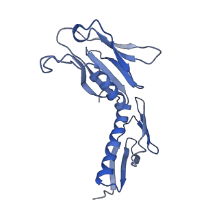 8123_5it7_HH_v1-4
Structure of the Kluyveromyces lactis 80S ribosome in complex with the cricket paralysis virus IRES and eEF2
