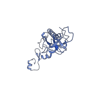 8123_5it7_II_v1-4
Structure of the Kluyveromyces lactis 80S ribosome in complex with the cricket paralysis virus IRES and eEF2