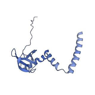 8123_5it7_MM_v1-4
Structure of the Kluyveromyces lactis 80S ribosome in complex with the cricket paralysis virus IRES and eEF2