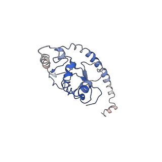 8123_5it7_OO_v1-4
Structure of the Kluyveromyces lactis 80S ribosome in complex with the cricket paralysis virus IRES and eEF2