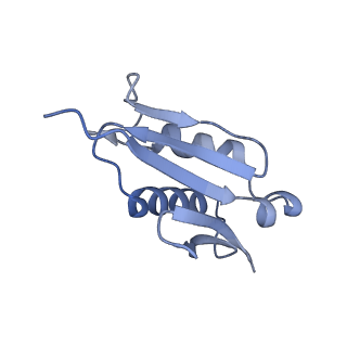 8123_5it7_UU_v1-4
Structure of the Kluyveromyces lactis 80S ribosome in complex with the cricket paralysis virus IRES and eEF2