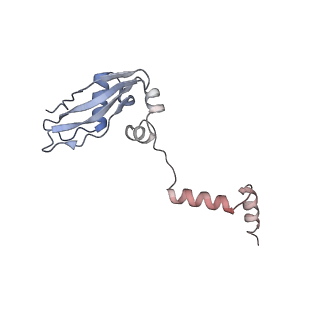 8123_5it7_Y_v1-4
Structure of the Kluyveromyces lactis 80S ribosome in complex with the cricket paralysis virus IRES and eEF2