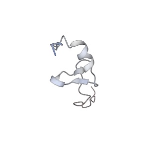 8123_5it7_d_v1-4
Structure of the Kluyveromyces lactis 80S ribosome in complex with the cricket paralysis virus IRES and eEF2