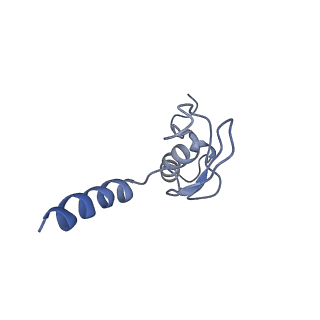 8123_5it7_pp_v1-4
Structure of the Kluyveromyces lactis 80S ribosome in complex with the cricket paralysis virus IRES and eEF2