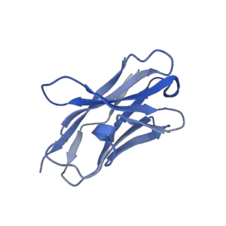 35741_8iv5_A_v1-1
Cryo-EM structure of SARS-CoV-2 spike protein in complex with double nAbs 8H12 and 1C4 (local refinement)