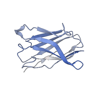 35741_8iv5_H_v1-1
Cryo-EM structure of SARS-CoV-2 spike protein in complex with double nAbs 8H12 and 1C4 (local refinement)