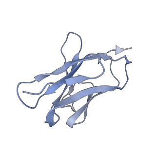 35746_8iv8_D_v1-0
Cryo-EM structure of SARS-CoV-2 spike protein in complex with double nAbs 3E2 and 1C4 (local refinement)