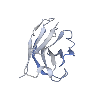 35755_8iva_H_v1-1
Cryo-EM structure of SARS-CoV-2 spike protein in complex with double nAbs XMA01 and 3E2 (local refinement)