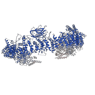 35759_8ivq_B_v1-0
Cryo-EM structure of mouse BIRC6, Global map
