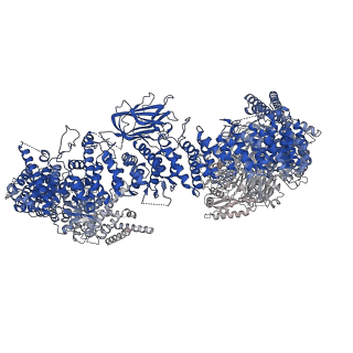 35759_8ivq_B_v1-1
Cryo-EM structure of mouse BIRC6, Global map