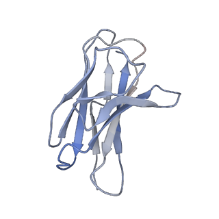 35788_8ix3_L_v1-1
Cryo-EM structure of SARS-CoV-2 BA.4/5 spike protein in complex with 1G11 (local refinement)