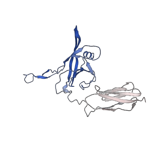 35824_8iyk_C_v1-3
Tail tip conformation 1 of phage lambda tail