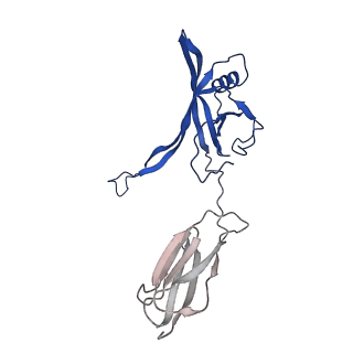 35824_8iyk_a_v1-3
Tail tip conformation 1 of phage lambda tail