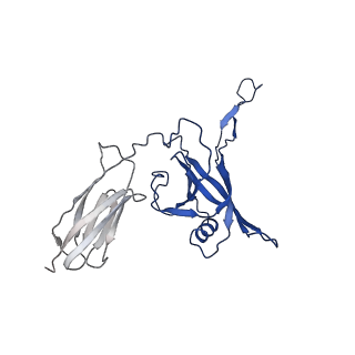 35825_8iyl_A_v1-3
Tail tip conformation 2 of phage lambda tail