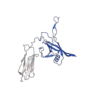 35825_8iyl_B_v1-3
Tail tip conformation 2 of phage lambda tail